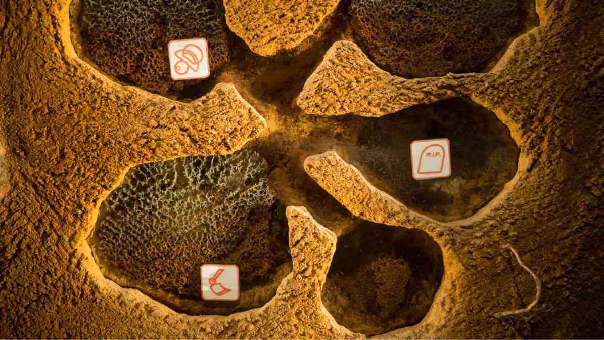 Structure of Ants Colony