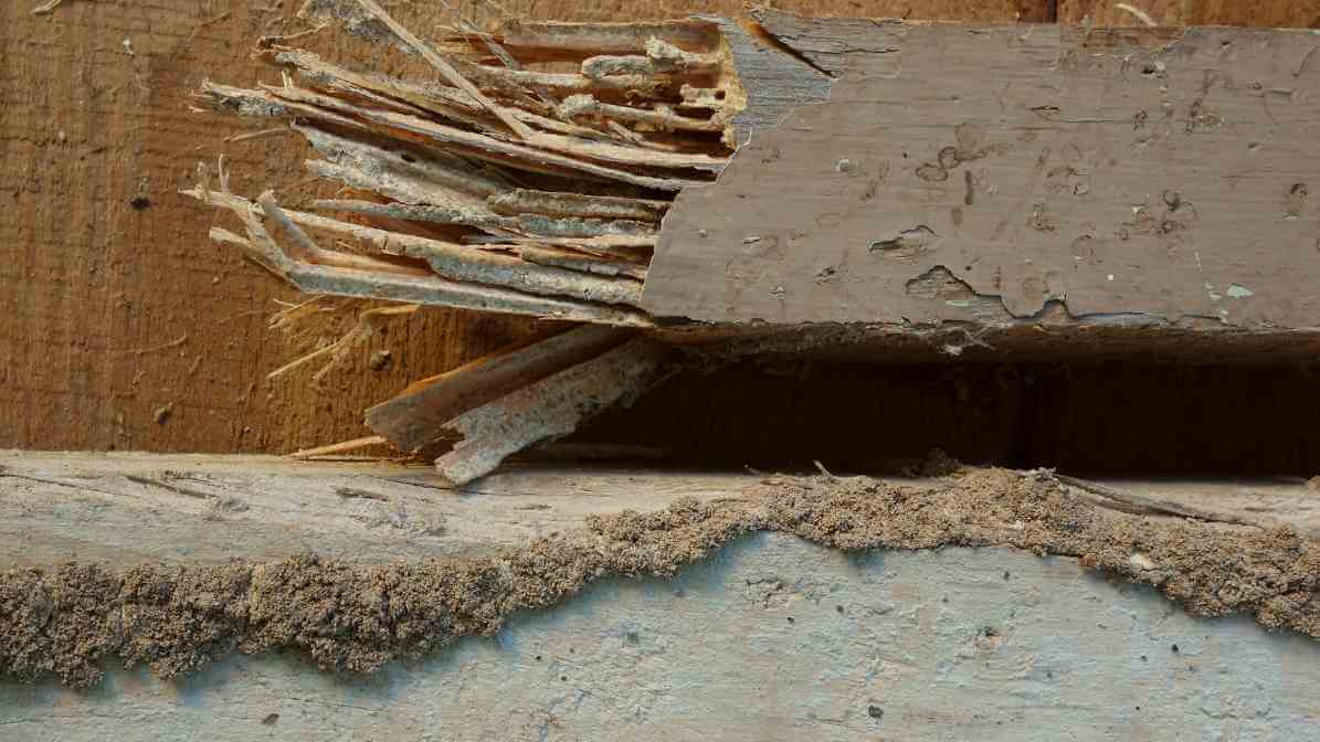 Subterranean Termites Damage Wood