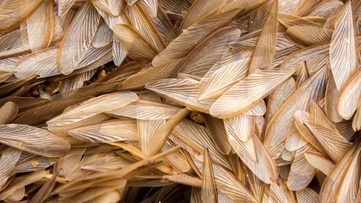 Subterranean Termites Wings