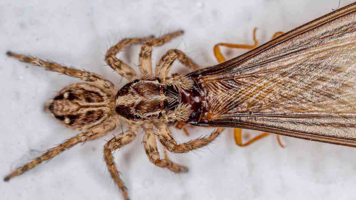 Subterranean Termites eaten by Spider