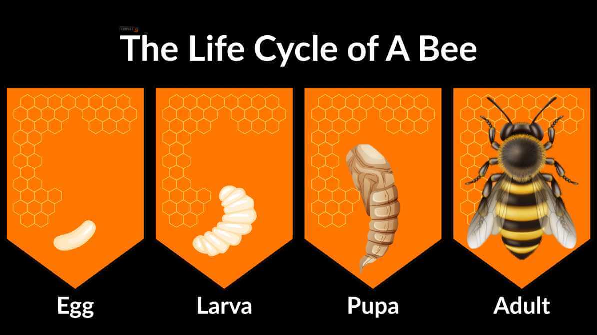The Bee Life Cycle - Innovative Pest Management MY | Innovative Pest Sdn Bhd The Bee Life Cycle