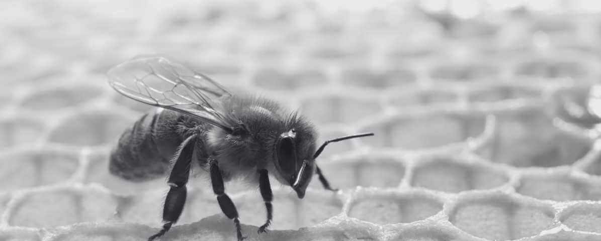 The Fascinating Busy Bee Life Cycle | Innovative Pest Sdn Bhd The Fascinating Busy Bee Life Cycle