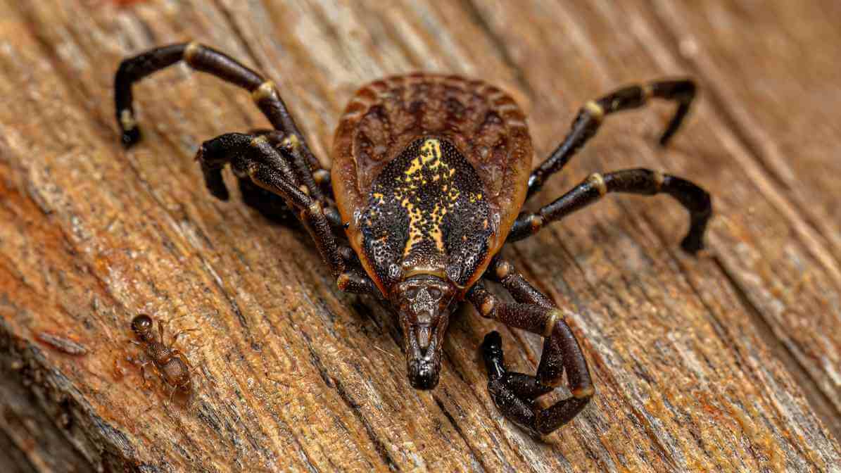 Tropical Bont Tick - Innovative Pest Management MY | Innovative Pest Sdn Bhd Tropical Bont Tick