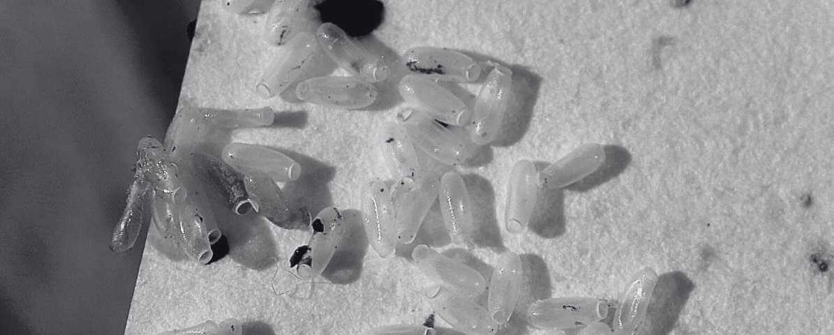 Cara Berkesan untuk Menghilangkan Pepijat