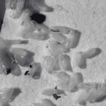 Cara Berkesan untuk Menghilangkan Pepijat | Innovative Pest Sdn Bhd Cara Berkesan untuk Menghilangkan Pepijat