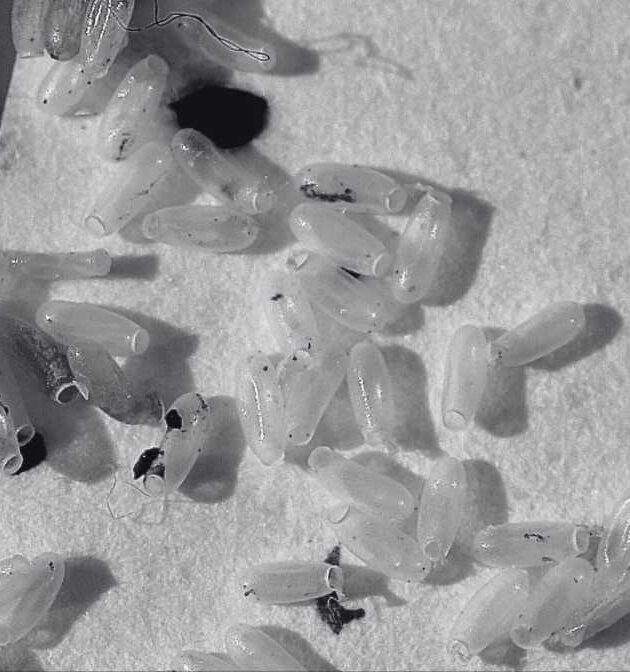 Cara Berkesan untuk Menghilangkan Pepijat