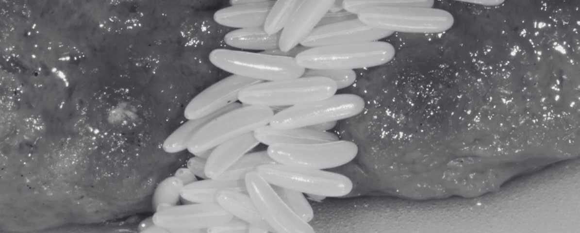 The Fly Insect: 8 Facts About Flies We Did Not Know