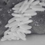 8 Facts About Flies We Did Not Know | Innovative Pest Sdn Bhd The Fly Insect: 8 Facts About Flies We Did Not Know