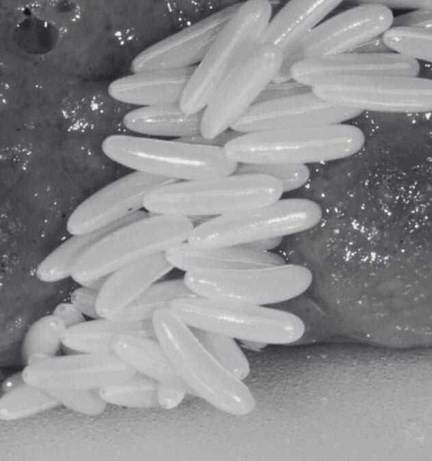 The Fly Insect: 8 Facts About Flies We Did Not Know