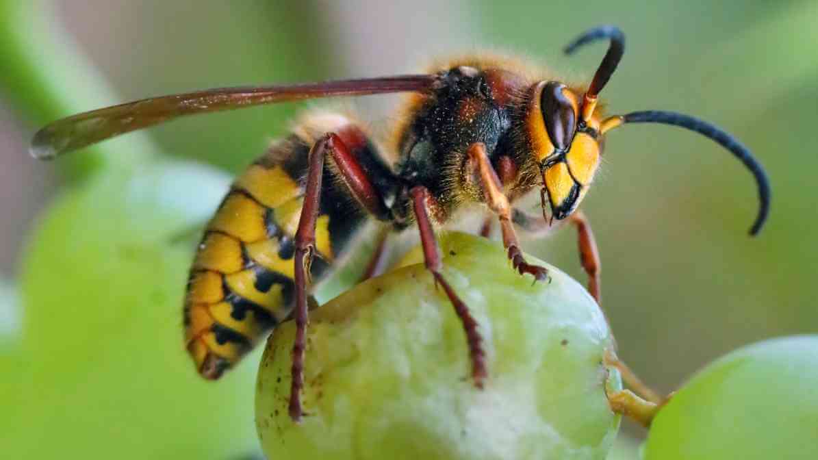 Asian Giant Hornet - Innovative Pest Management MY