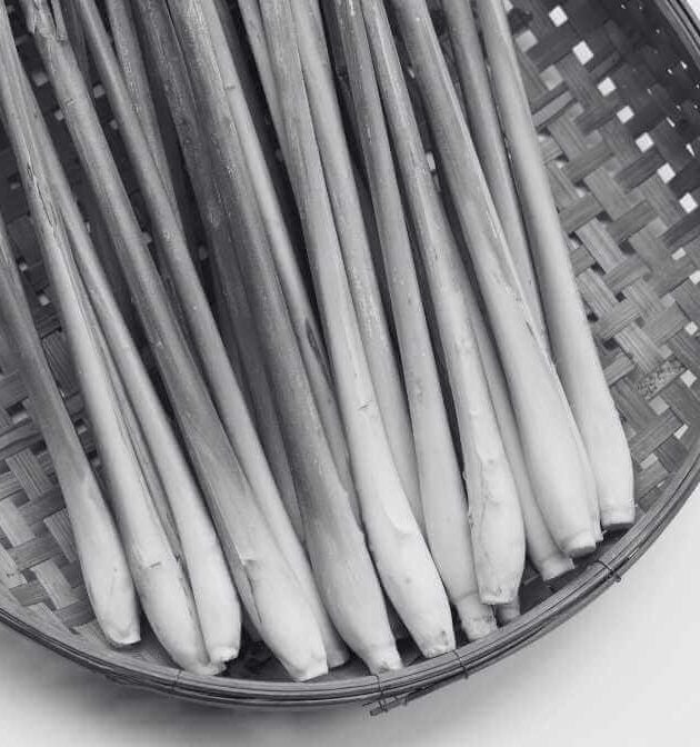 Best Mosquito Repellent Plants To Prevent Mosquitoes