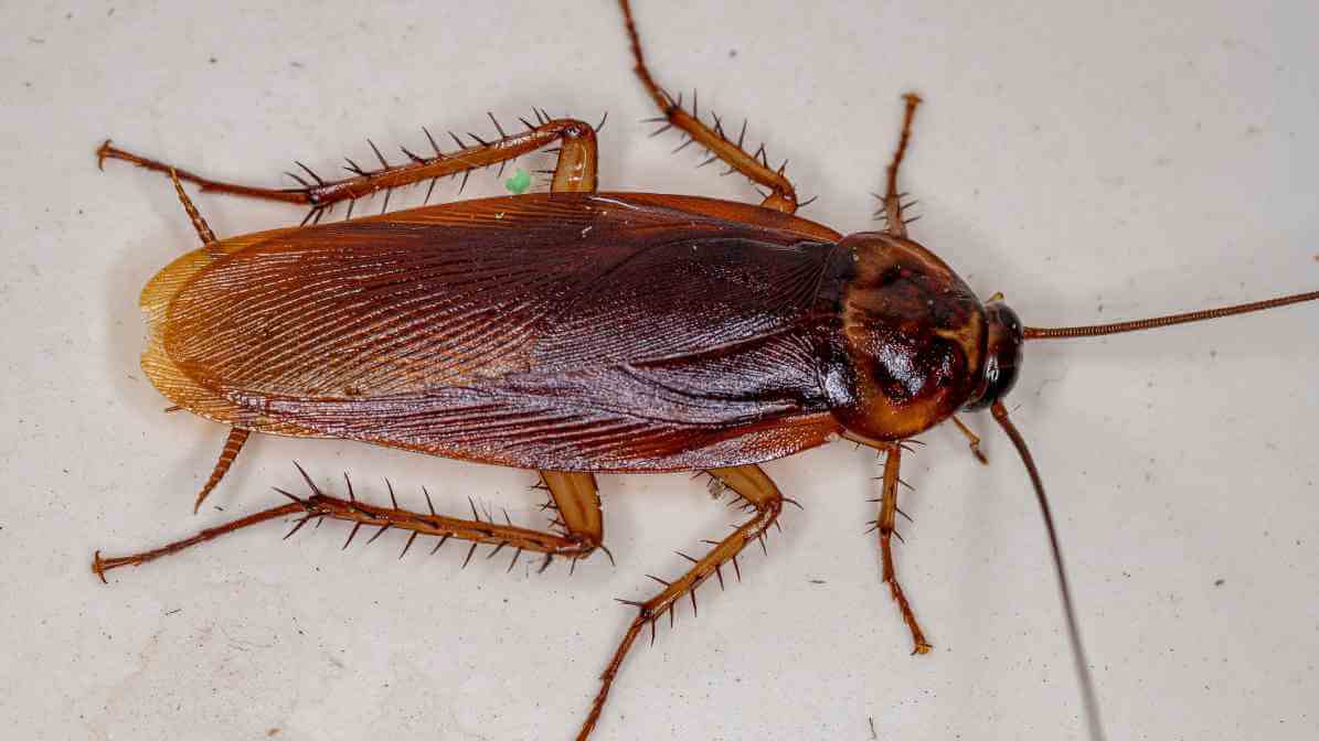 Cockroach Diseases - American Cockroach | Innovative Pest Sdn Bhd Cockroach Diseases - American Cockroach