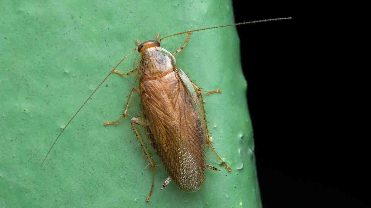 Cockroach Diseases - German Cockroach | Innovative Pest Sdn Bhd Cockroach Diseases - German Cockroach