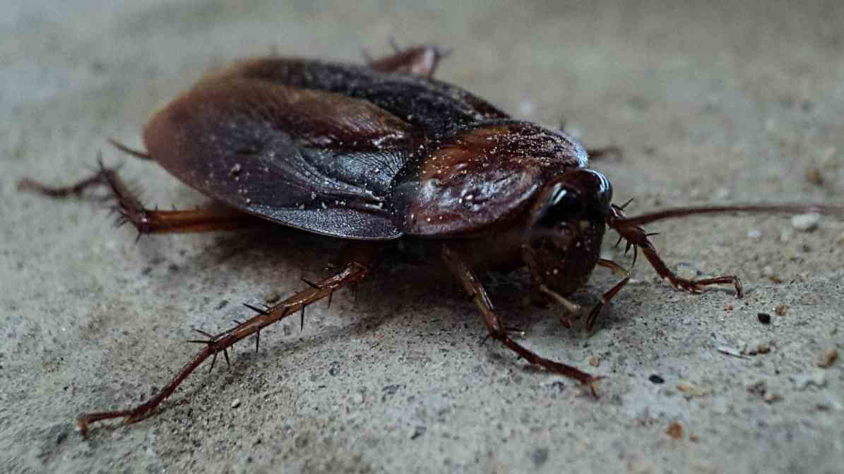 Cockroach Diseases - Oriental Cockroach | Innovative Pest Sdn Bhd Cockroach Diseases - Oriental Cockroach