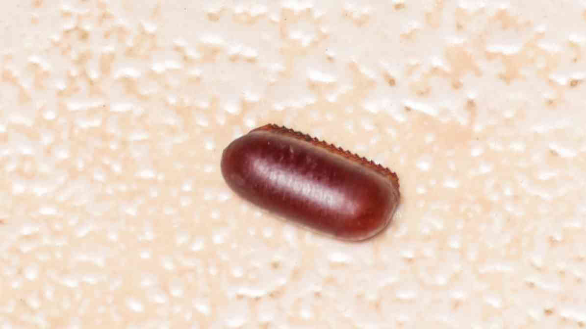 Cockroach Eggs Case or Ootheca