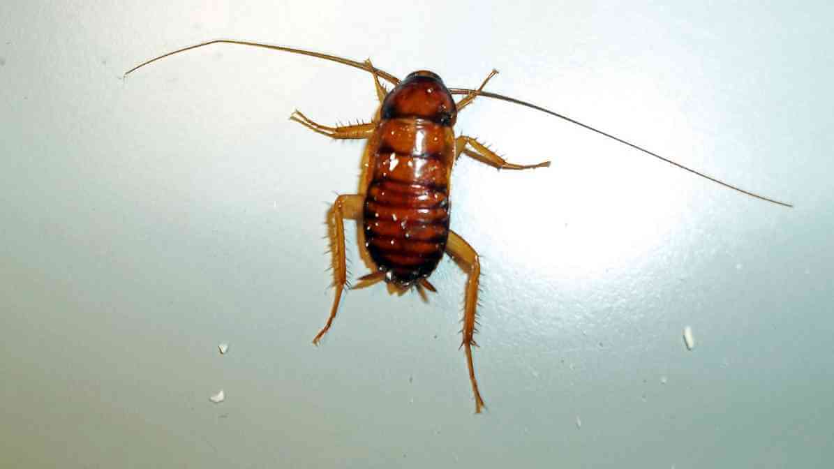 Cockroach Eggs - Brown Banded Cockroach