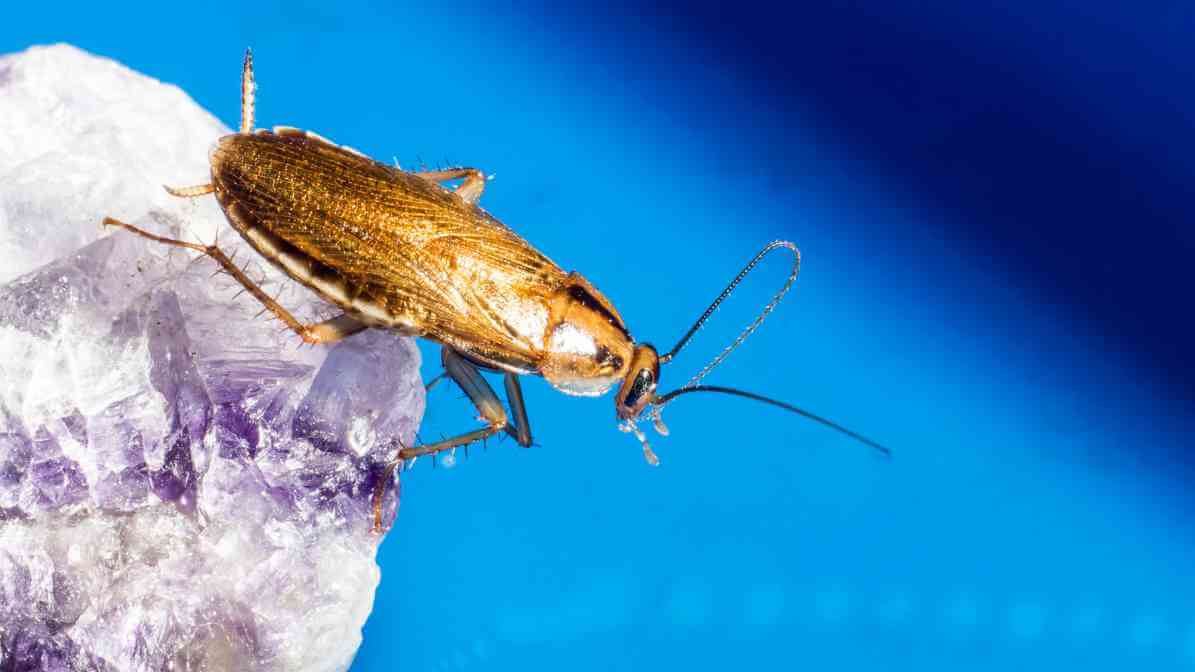 Cockroach Eggs - German Cockroach