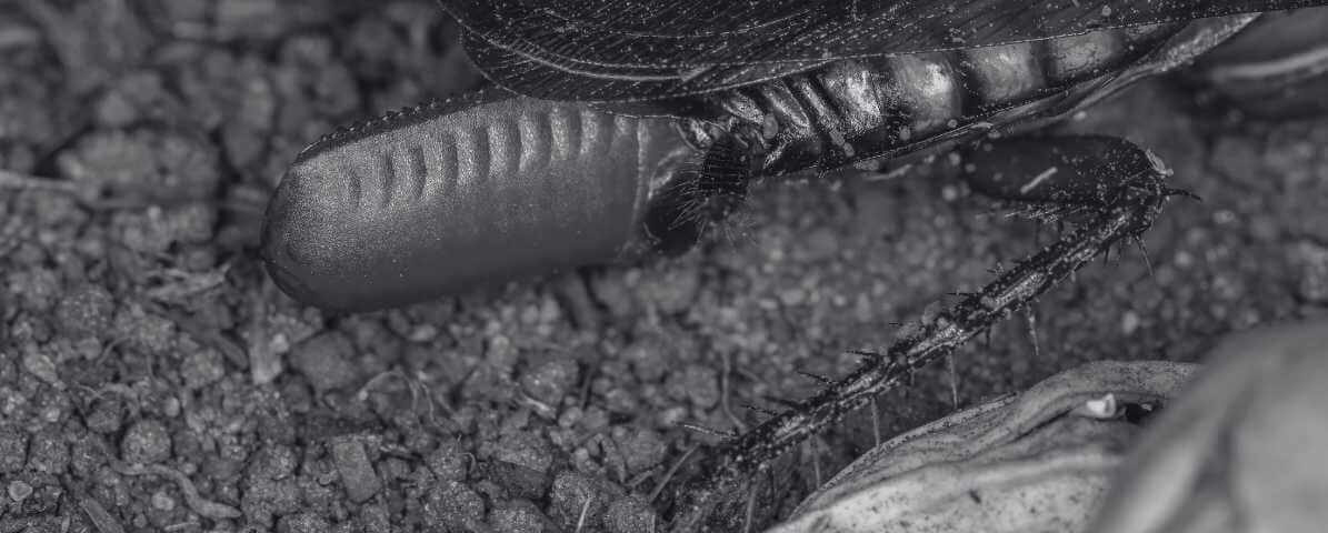 Cockroach Eggs, Life Cycle and Average Cockroach Lifespan