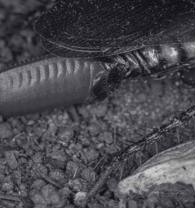 Cockroach Eggs, Life Cycle and Average Cockroach Lifespan