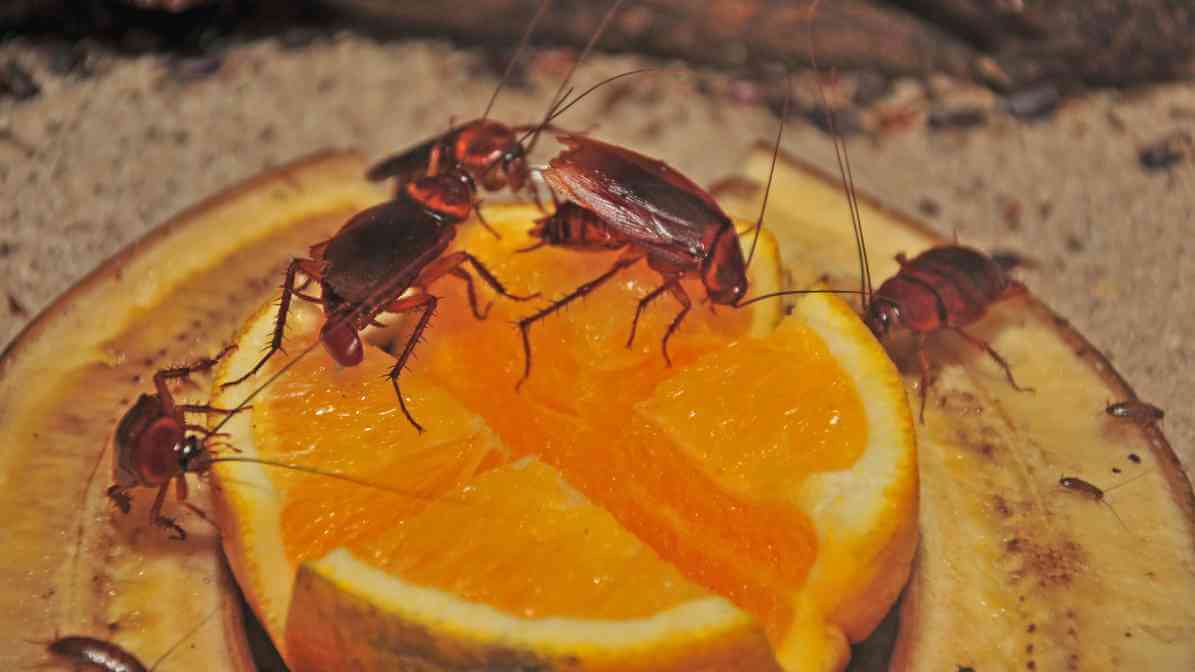Cockroaches Spread Diseases - Contaminate Food | Innovative Pest Sdn Bhd Cockroaches Spread Diseases - Contaminate Food