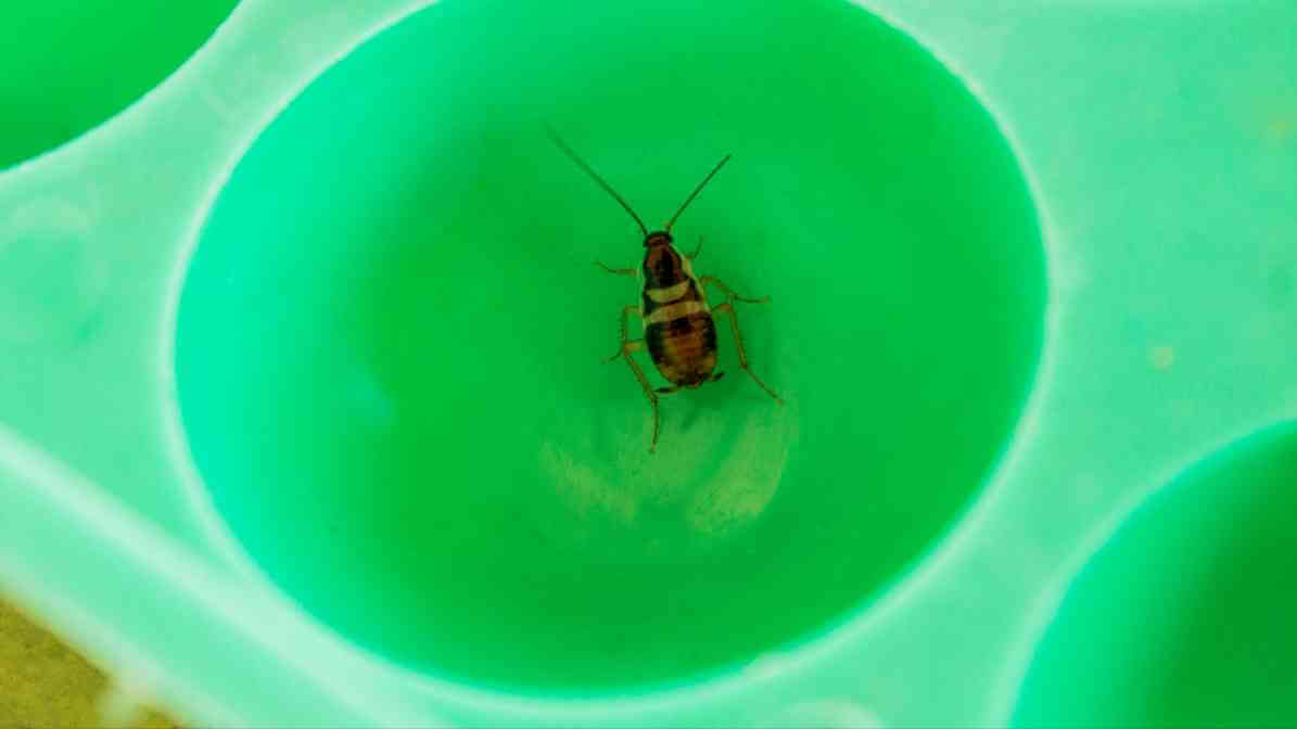 Cockroaches Spread Diseases - Contamination | Innovative Pest Sdn Bhd Cockroaches Spread Diseases - Contamination