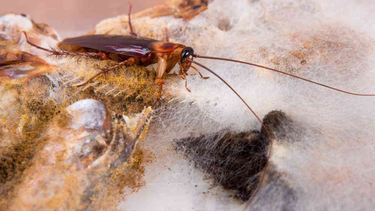 Cockroaches Spread Diseases - Harbours Pathogen | Innovative Pest Sdn Bhd Cockroaches Spread Diseases - Harbours Pathogen