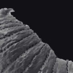 Effective Botfly Removal in Malaysia