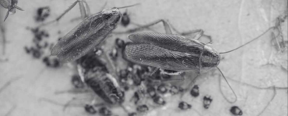 Effective Cockroach Bait and Cockroach Gel Bait Strategies