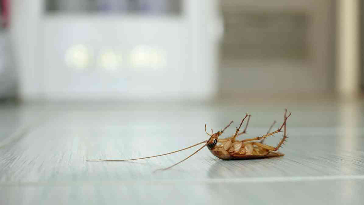 Effective Cockroach Bait and Cockroach Gel Bait Strategies - Gel Bait