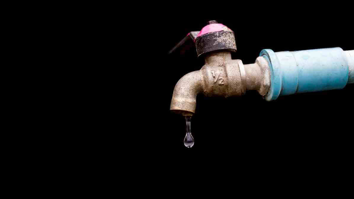 Effective Cockroach Bait and Cockroach Gel Bait Strategies - Leaky Taps