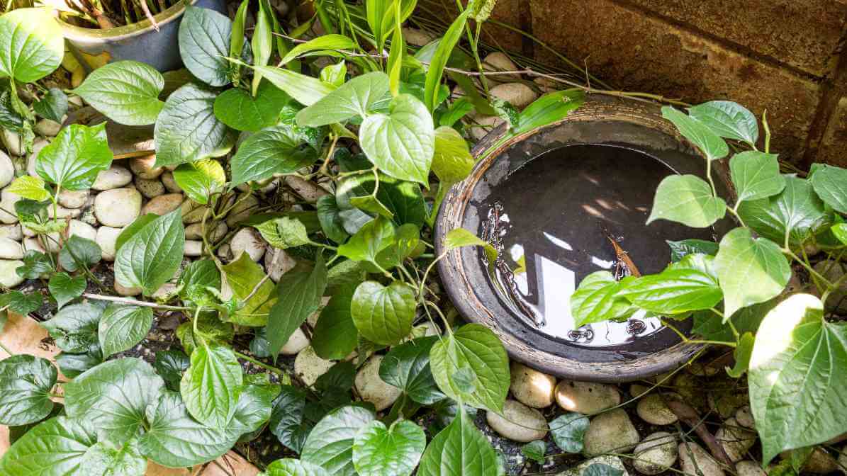 Eliminate Breeding Site