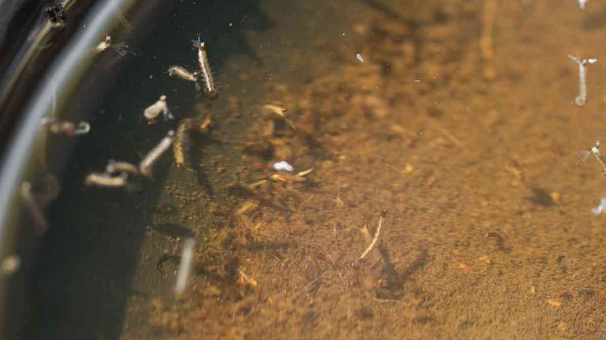 Eliminate Breeding Sites