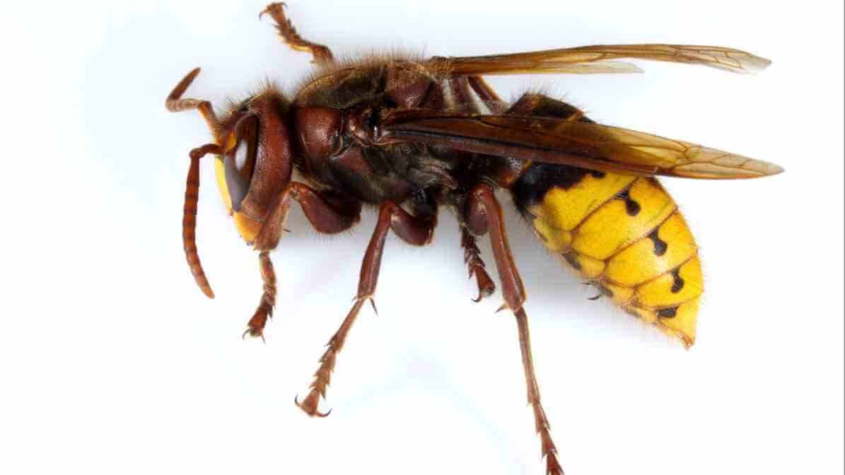European Hornet - Innovative Pest Management MY
