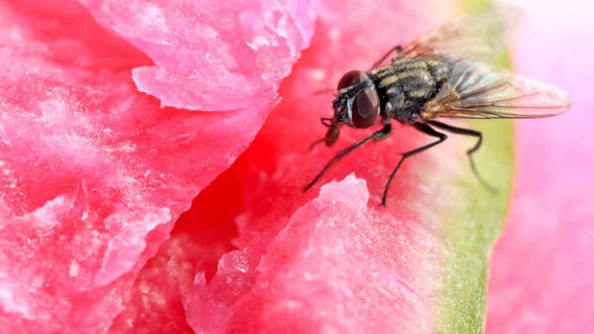 Facts About Flies - Contaminating Food