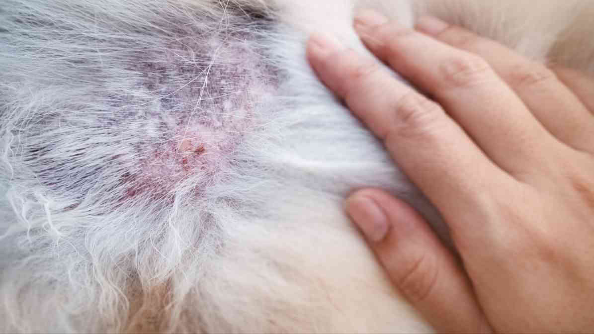 Flea Infestation - Flea Bites
