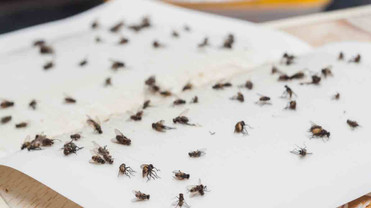 Fly Paper and Sticky Traps | Innovative Pest Sdn Bhd Fly Paper and Sticky Traps