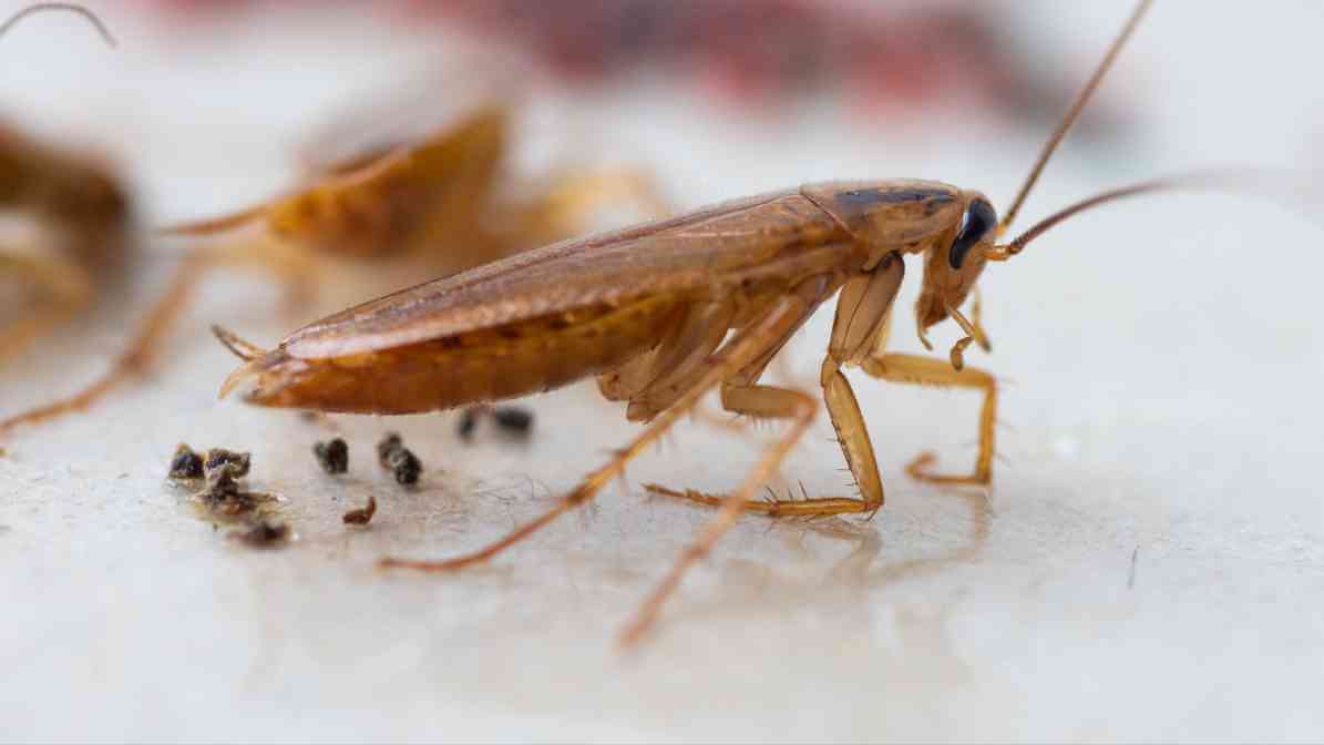 German Cockroaches - Droppings | Innovative Pest Sdn Bhd German Cockroaches - German Cockroaches - Droppings