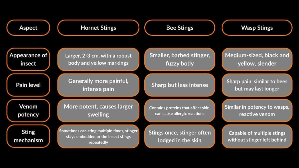 Hornet Sting vs. Other Stings | Innovative Pest Sdn Bhd