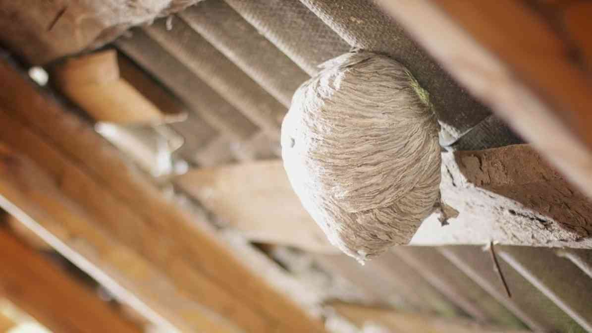 Hornets Nest - Attic Zinc