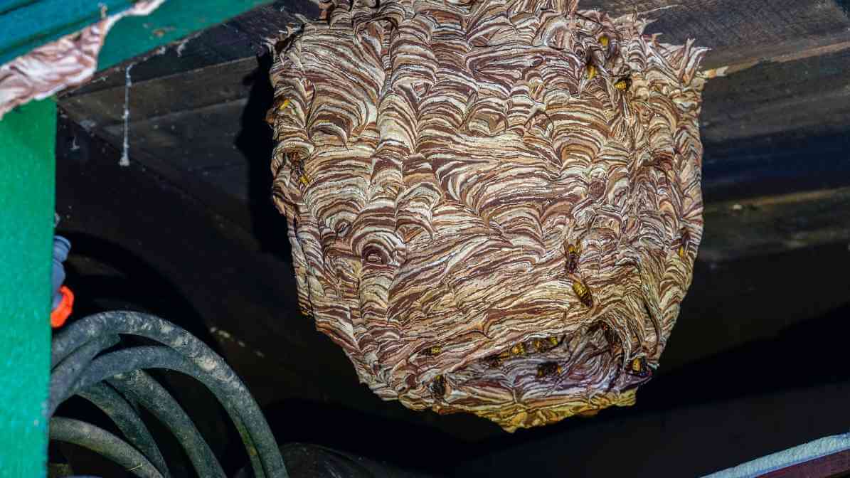 Hornets Nest - In Landed Property