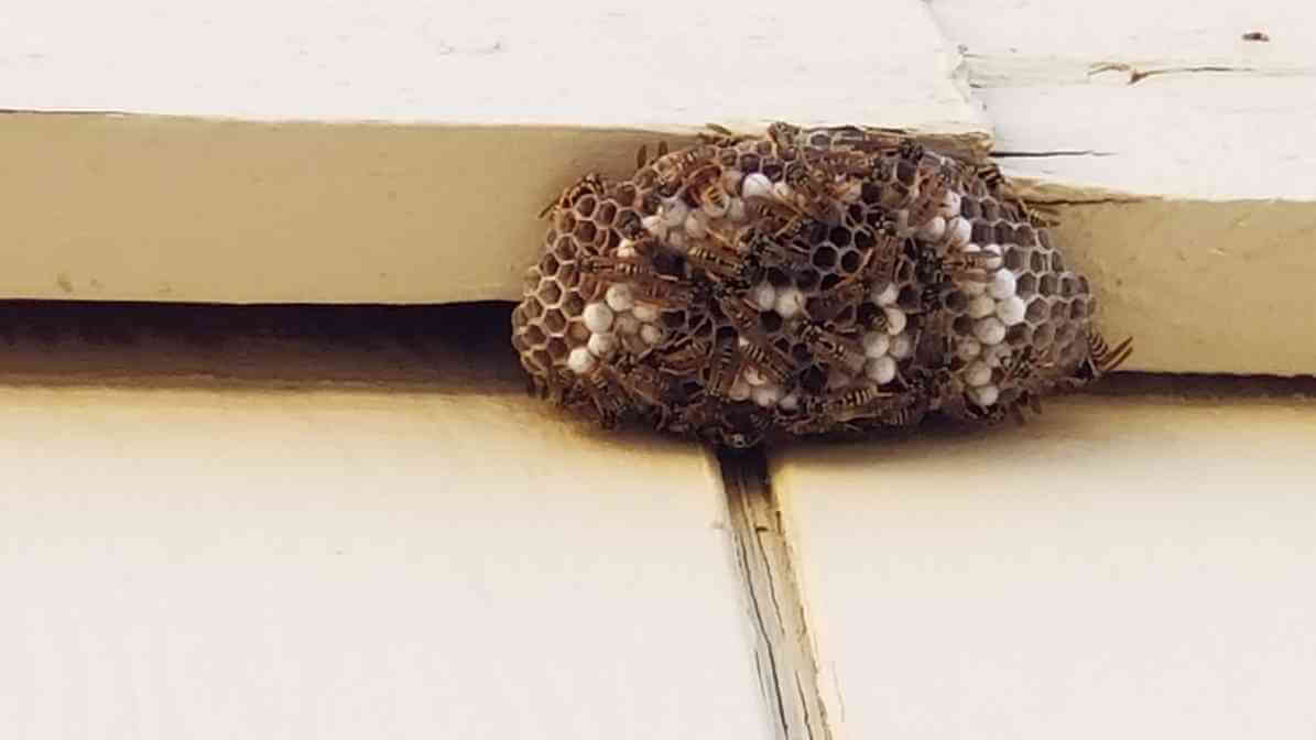 Hornets Nest - In Wall Void