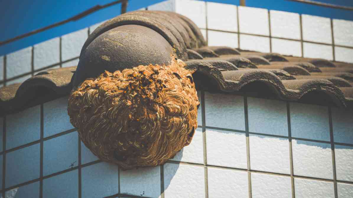 Hornets Nest - Roofing
