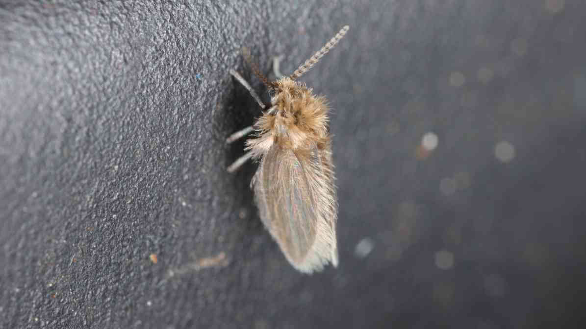 How Do Electric Fly Traps Work? - Drain Fly | Innovative Pest Sdn Bhd How Do Electric Fly Traps Work? - Drain Fly