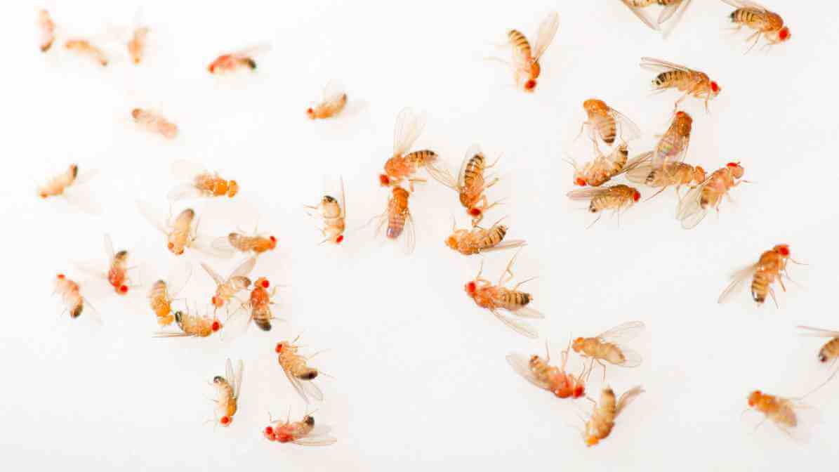 How Do Electric Fly Traps Work? - Fruit Flies | Innovative Pest Sdn Bhd How Do Electric Fly Traps Work? - Fruit Flies