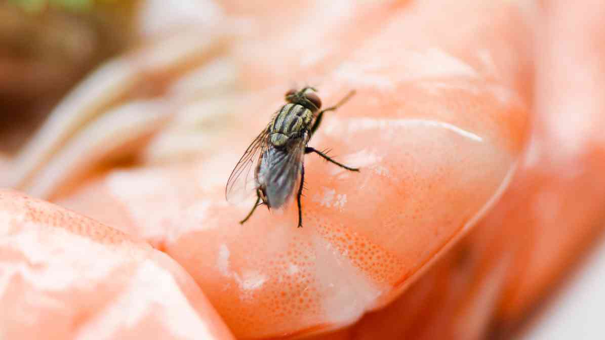 How Do Electric Fly Traps Work? - House Fly | Innovative Pest Sdn Bhd How Do Electric Fly Traps Work? - House Fly