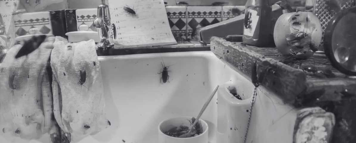 How to Rid of Cockroaches Infestation?