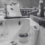 How to Rid of Cockroaches Infestation?