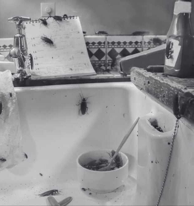 How to Rid of Cockroaches Infestation?