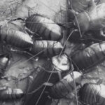 Identifying the Different Type of Cockroach in Malaysia - Innovative Pest Management