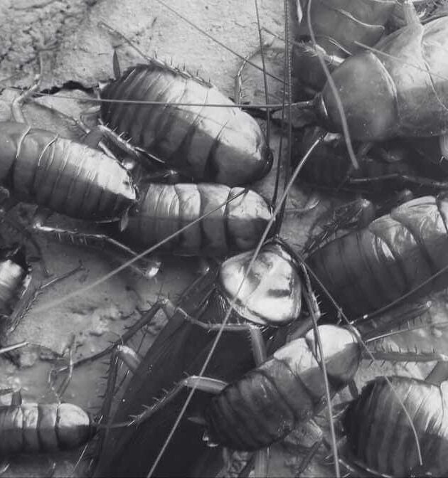 Identifying the Different Type of Cockroach in Malaysia - Innovative Pest Management